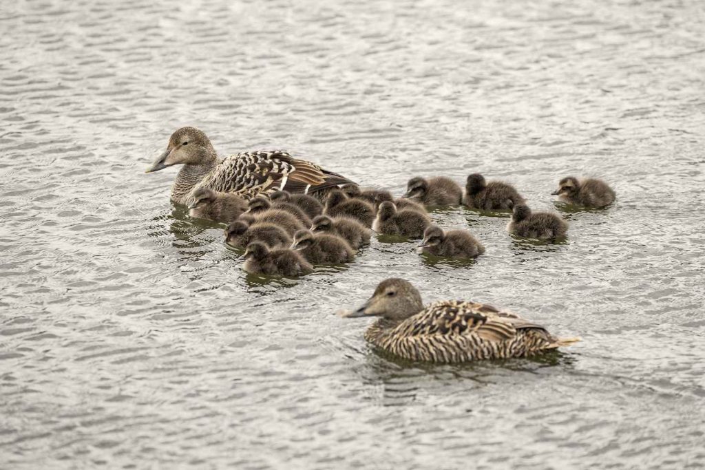 Mamma Edredone con i suoi pulcini (Franco Banfi)