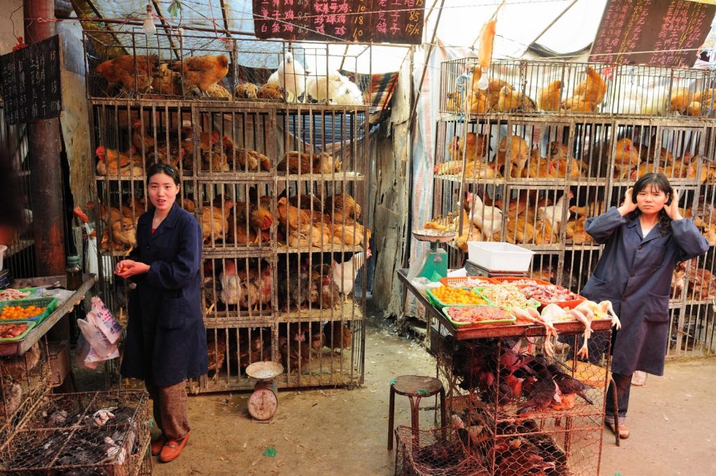 Mercato del pollo di Xining, nella provincia di Qinghai, Cina (M M – Padmanaba01)