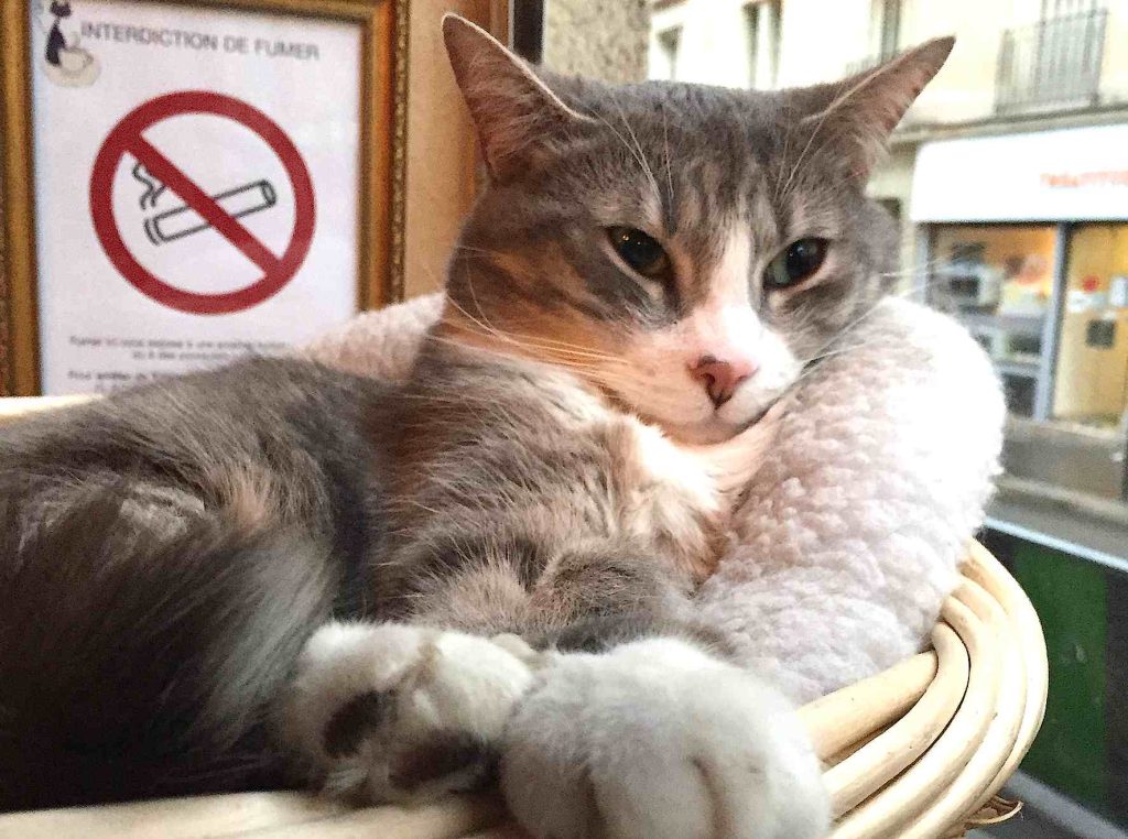 Gavroche, uno dei tanti gatti del bistrò parigino (Anne-Sophie – Le Café des Chats)