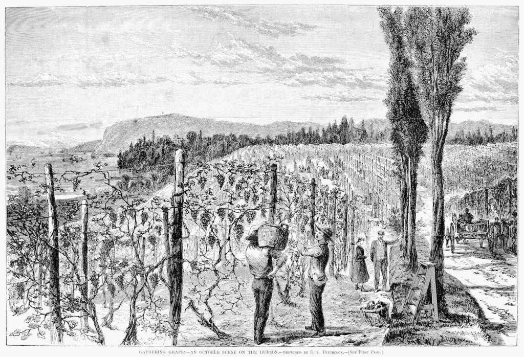 Una scena di vendemmia in un vigneto sul Hudson River, incisione su legno del 1867 (Keystone / Collezione Granger)