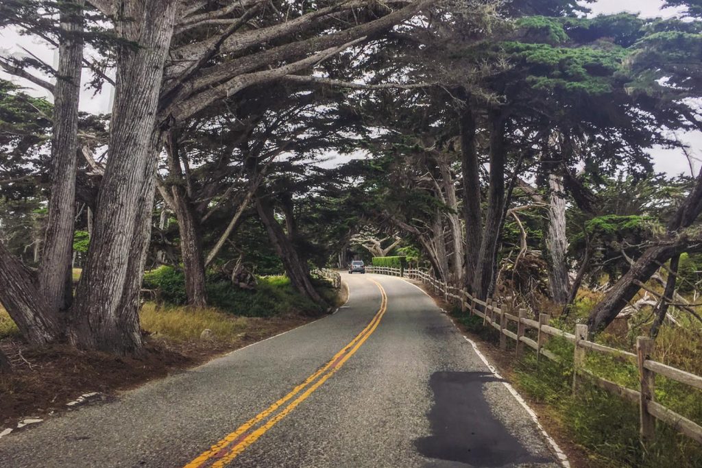 17-Mile Drive: Crocker Grove