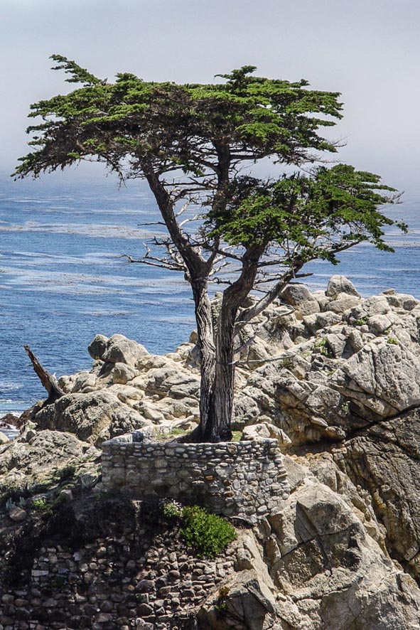 17-Mile Drive: Lone Cypress