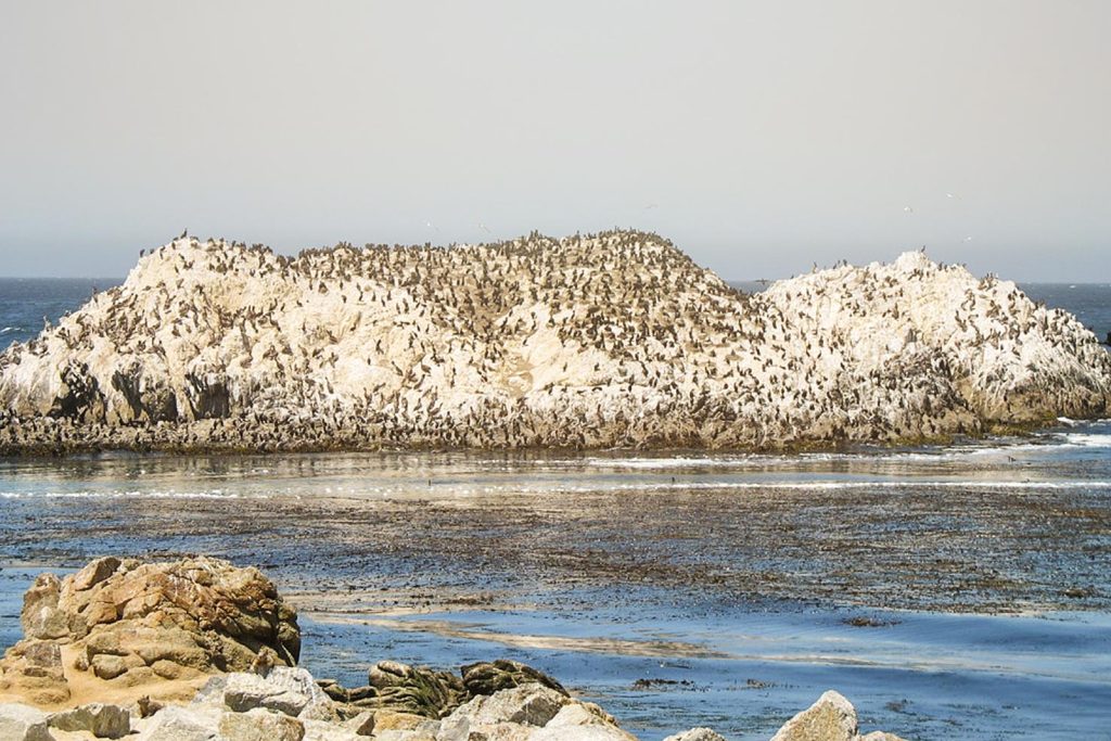 17-Mile Drive: Bird Rock