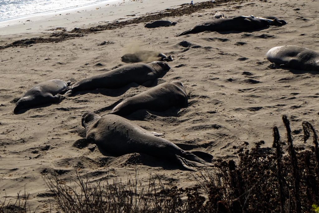 Leoni marini si riposano al sole