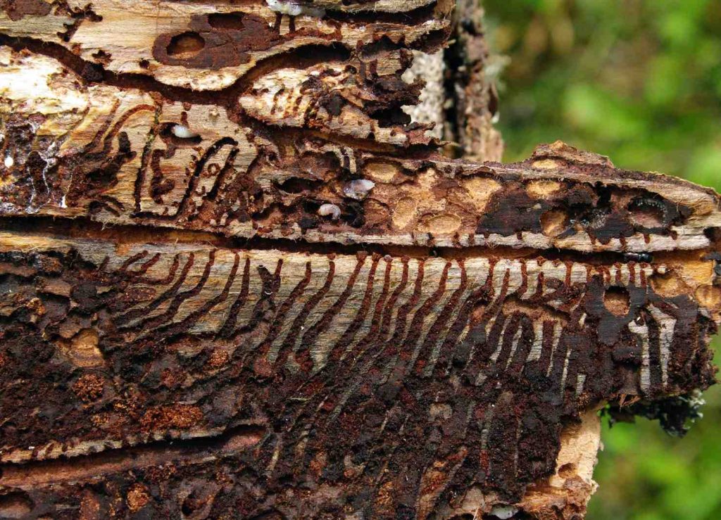 Quel che resta delle gallerie (Tõnu Pani)