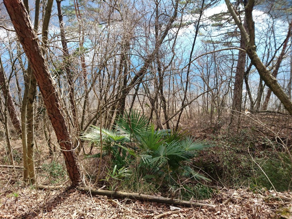 Giovani palme nel bosco al Monte Caslano