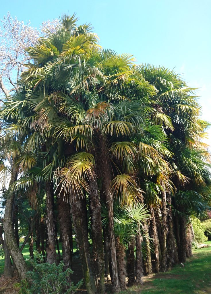 Palme al Parco Ciani, Lugano
