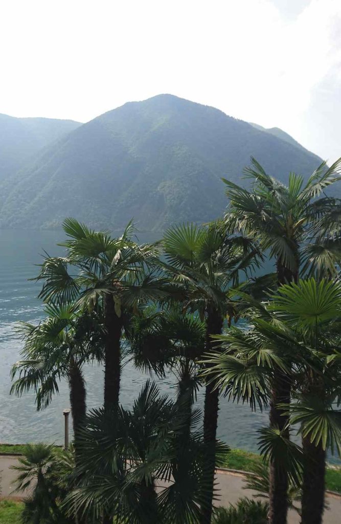 Palme in gruppo in riva al Ceresio