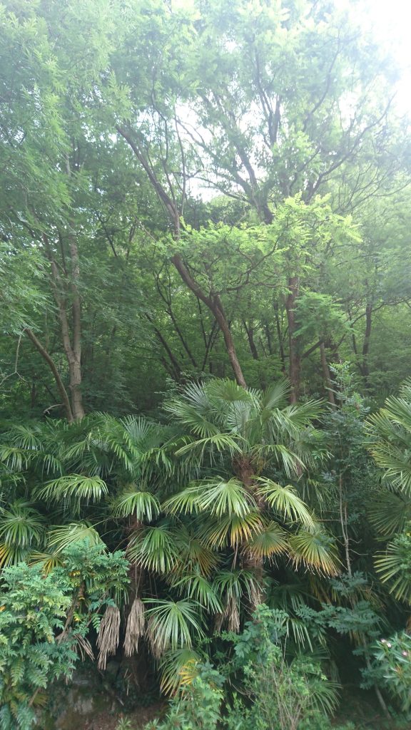 Dai giardini, le palme invadono il bosco