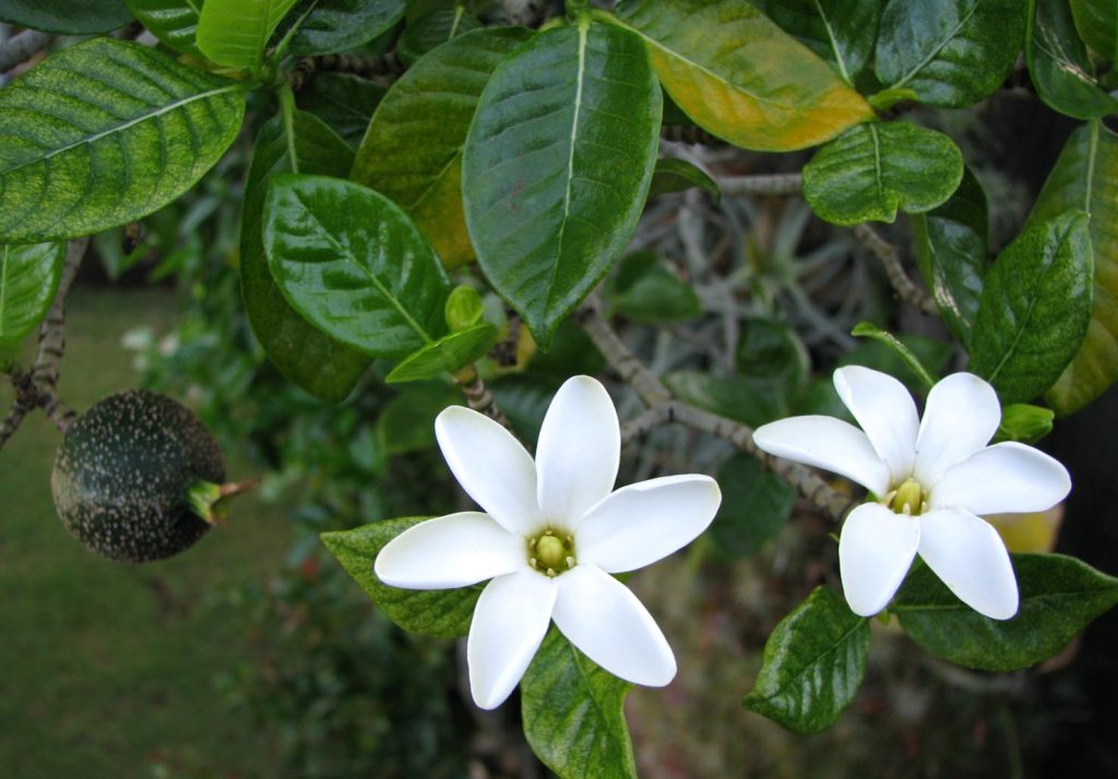 Fiori di Gardenia brighamii (David Eickhoff)