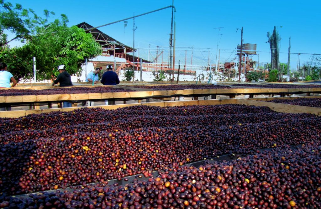 Lavorazione del caffè a Santa Ana