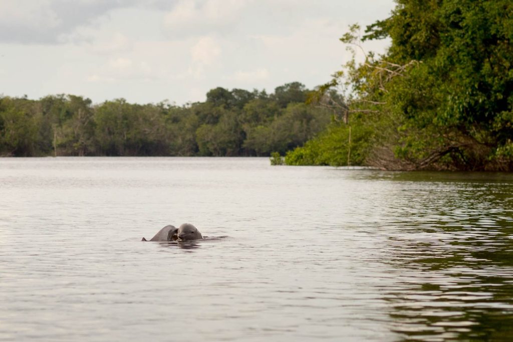 Barcelos, botos cor de rosa, così si chiamano i delfini rosa dell’Amazzonia