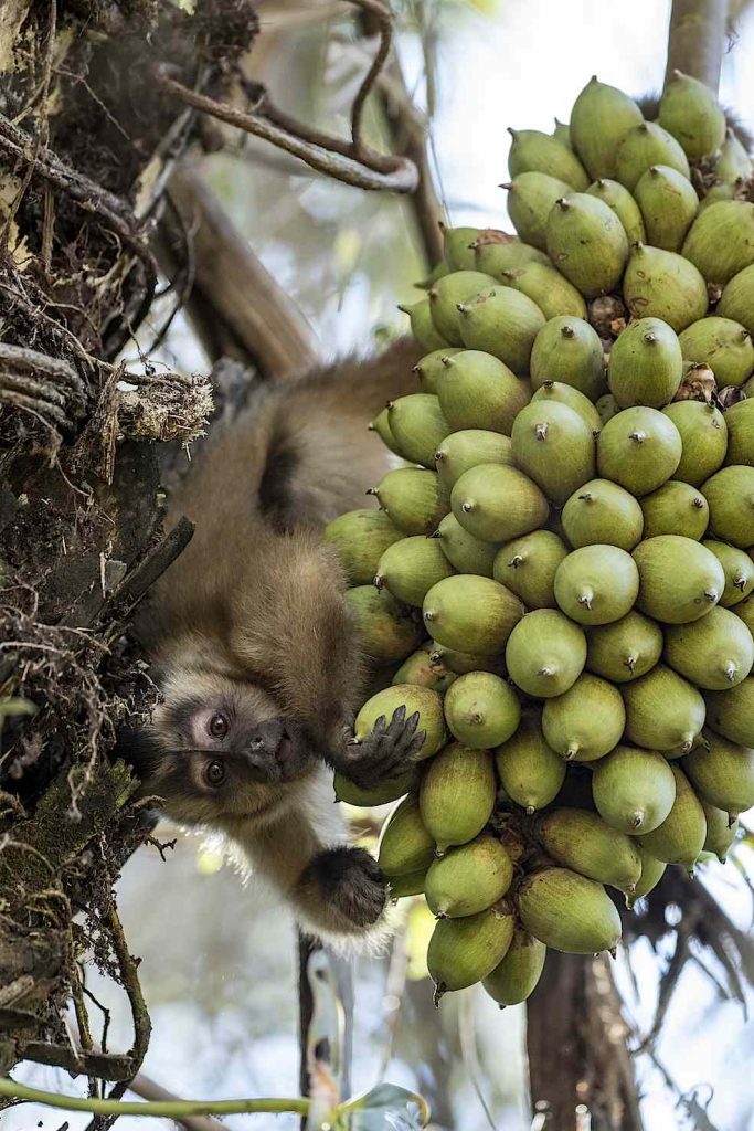 Il cappuccino di Azaras o il cappuccino incappucciato (Sapajus cay) Mato Grosso, Brasile (Franco Banfi)