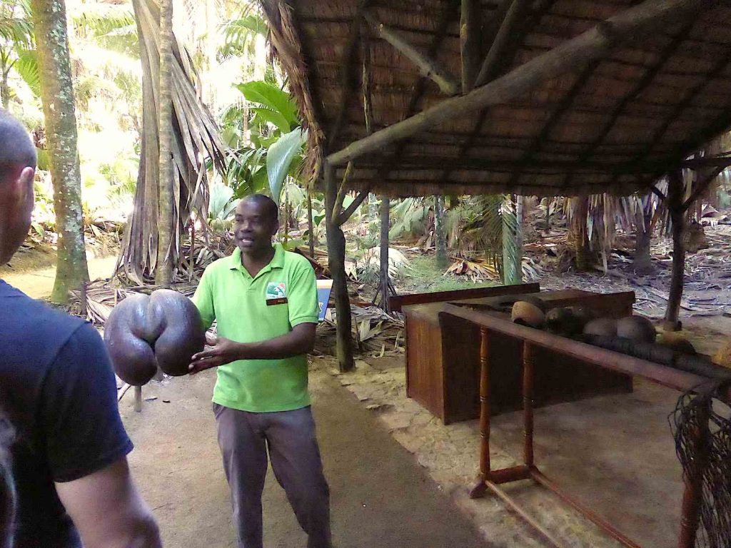 Guida del Parco Nazionale Vallée de Mai, Isola di Praslin, con un Coco de Mer