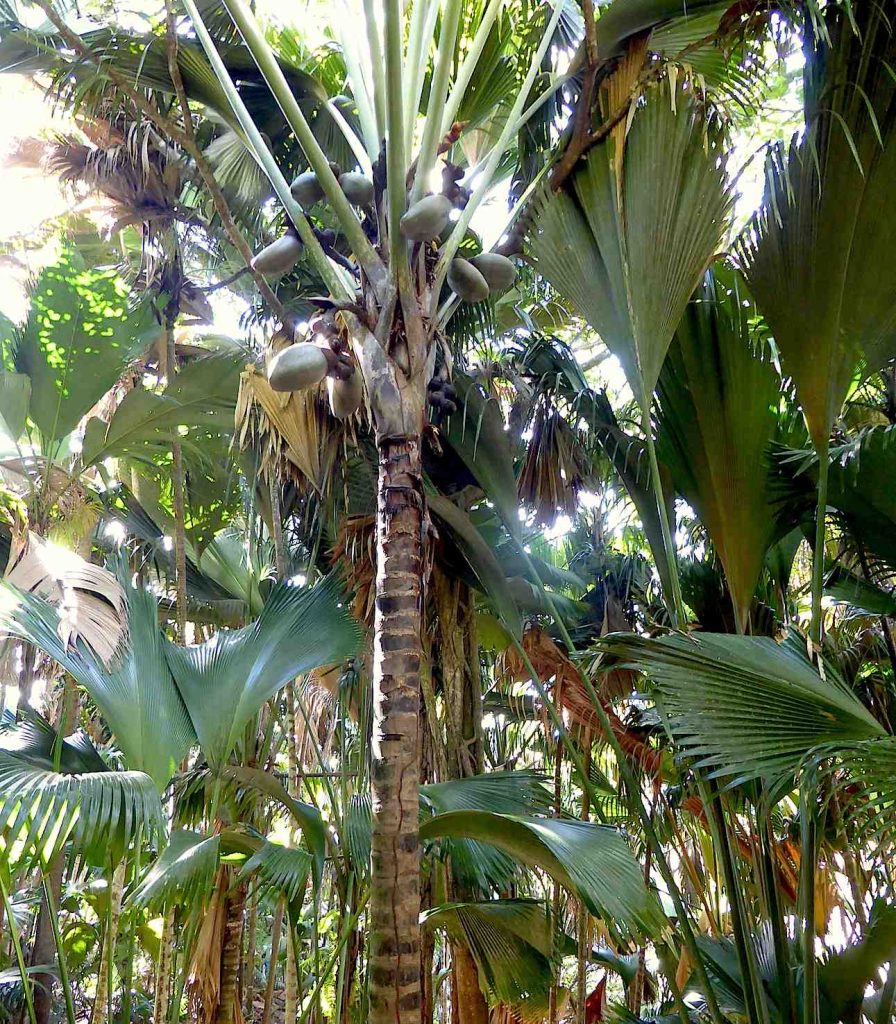 Una palma Coco de Mer