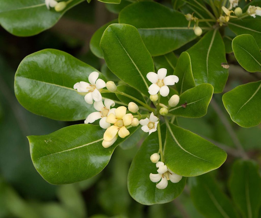 Osmanthus fragrans (Dinkum)