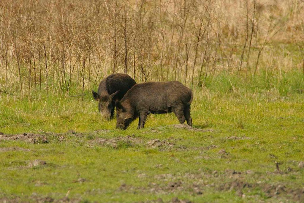 Gli ungulati, soprattutto i cinghiali, in Ticino, sono i più contaminati (Pixnio.com)