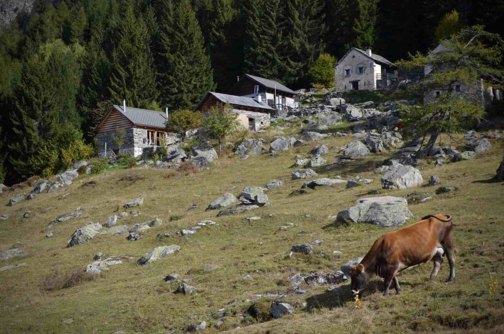 Le cascine con la Faura de Pinadee