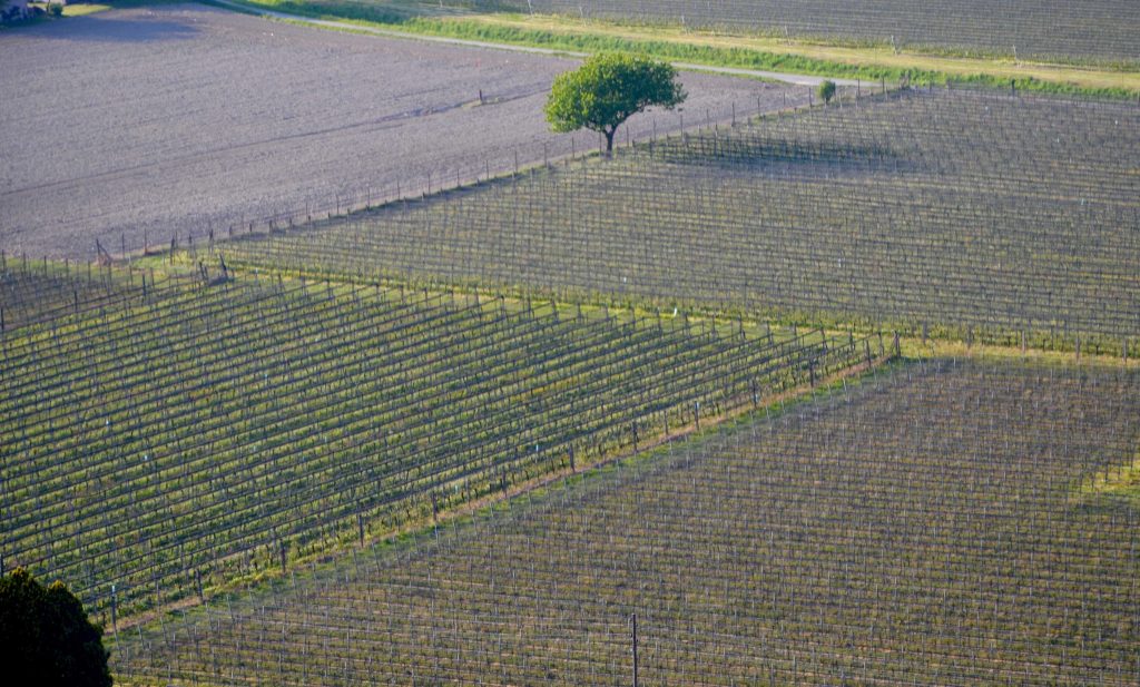 Vigneti a Contone