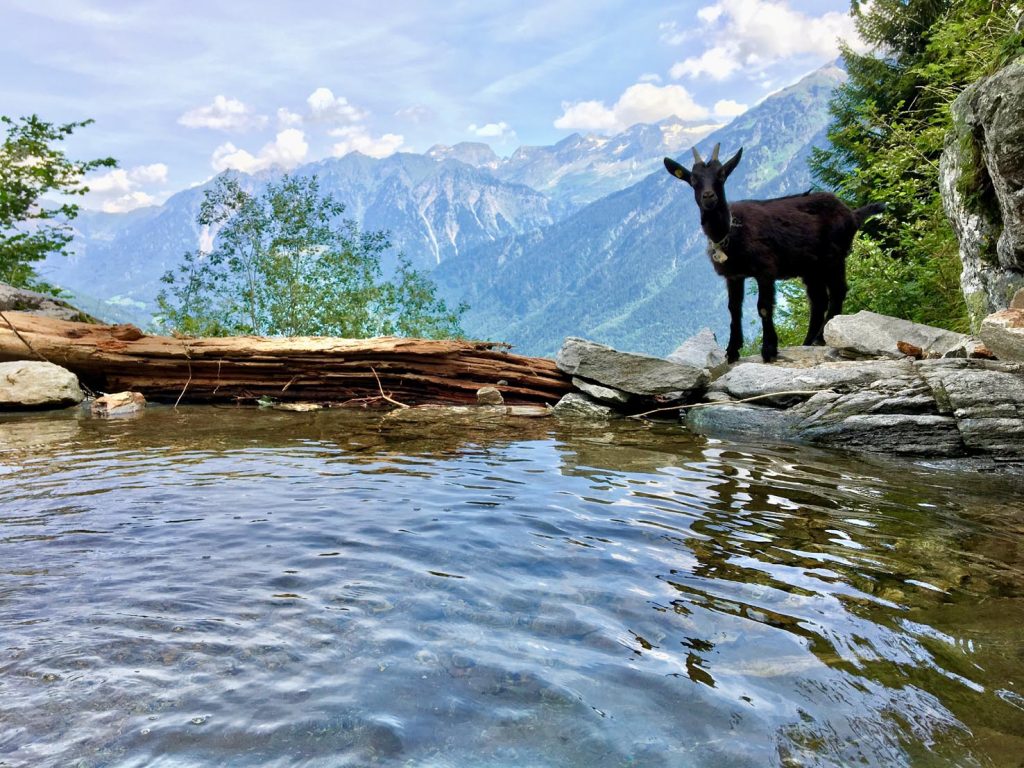 Ai suoi bordi una capretta nera che fissa l'obbiettivo (foto Andina)