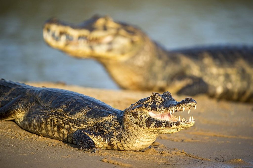 Coppia di caimani Yacare (Caiman yacare); jacaré in portoghese, è una specie di caimanodel centro dell’America del Sud, sul fiume Paraguay (F. Banfi)