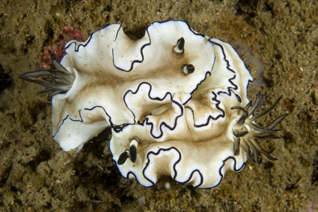 Due Glossodoris atromarginata, Lembeh Strait, Nord Sulawesi (Franco Banfi)