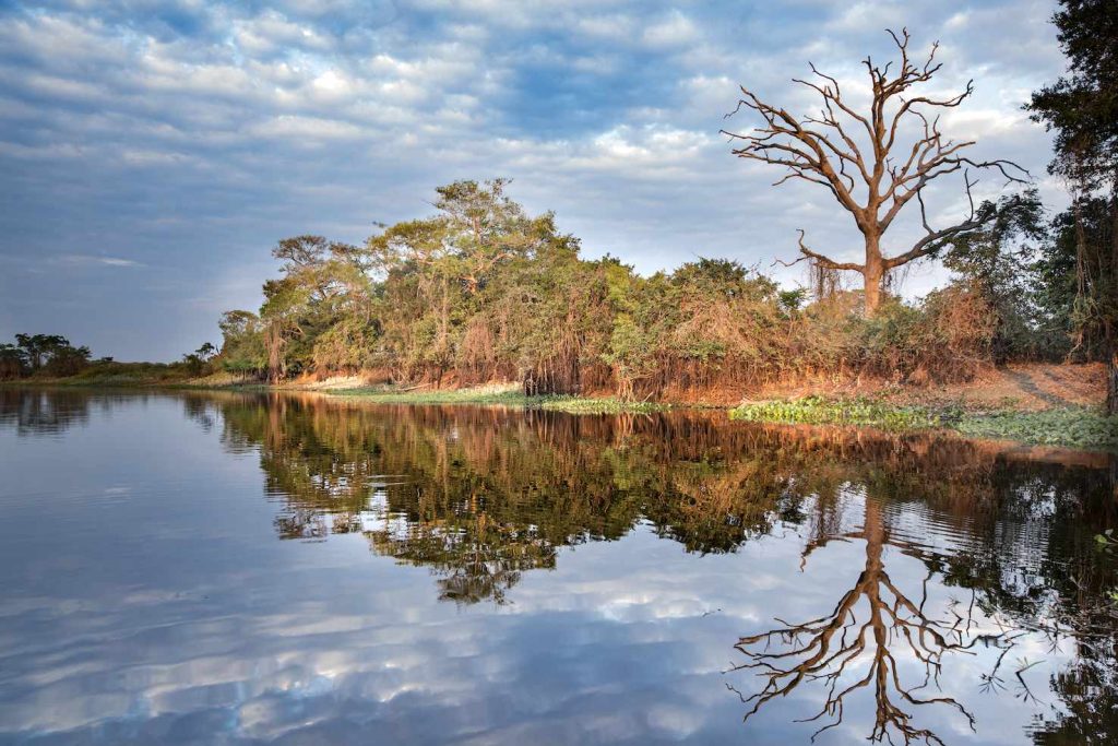 Paesaggio del lato del fiume, zone umide del Pantanal, Mato Grosso, Brasile (Franco Banfi)