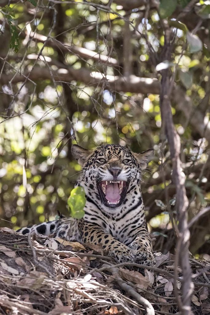 Jaguar (Panthera onca) è una specie di gatto selvatico e l’unico membro esistente del genere Panthera originario delle Americhe. Pantanal, Mato Grosso, Brasile (Franco Banfi)