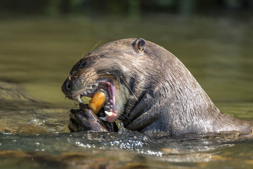 Lontra gigante (Pteronura brasiliensis), sul fiume collegato al fiume Paraguay, zone umide del Pantanal, Mato Grosso, Brasile (Franco Banfi)