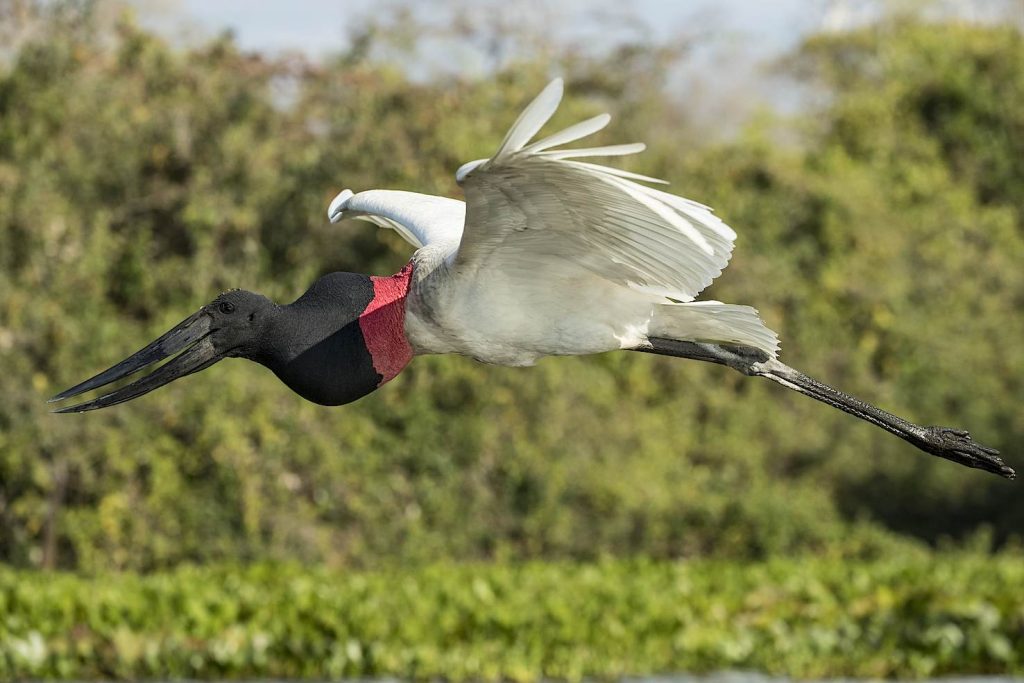 La cicogna jabiru (Jabiru mycteria) zone umide del Pantanal, Mato Grosso, Brasile (Franco Banfi)