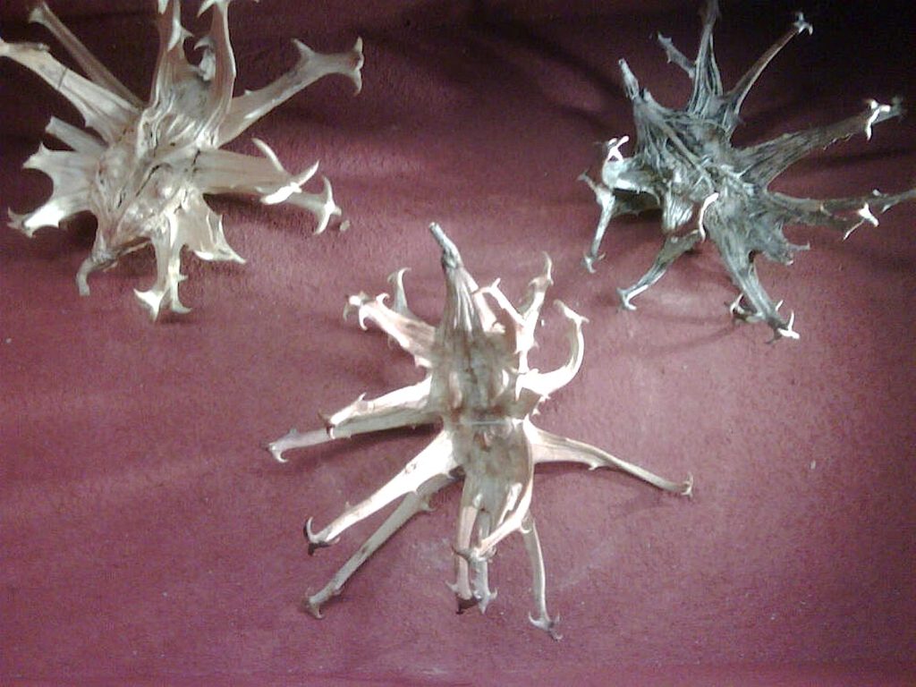 Un artiglio del diavolo essiccato (Furukama)