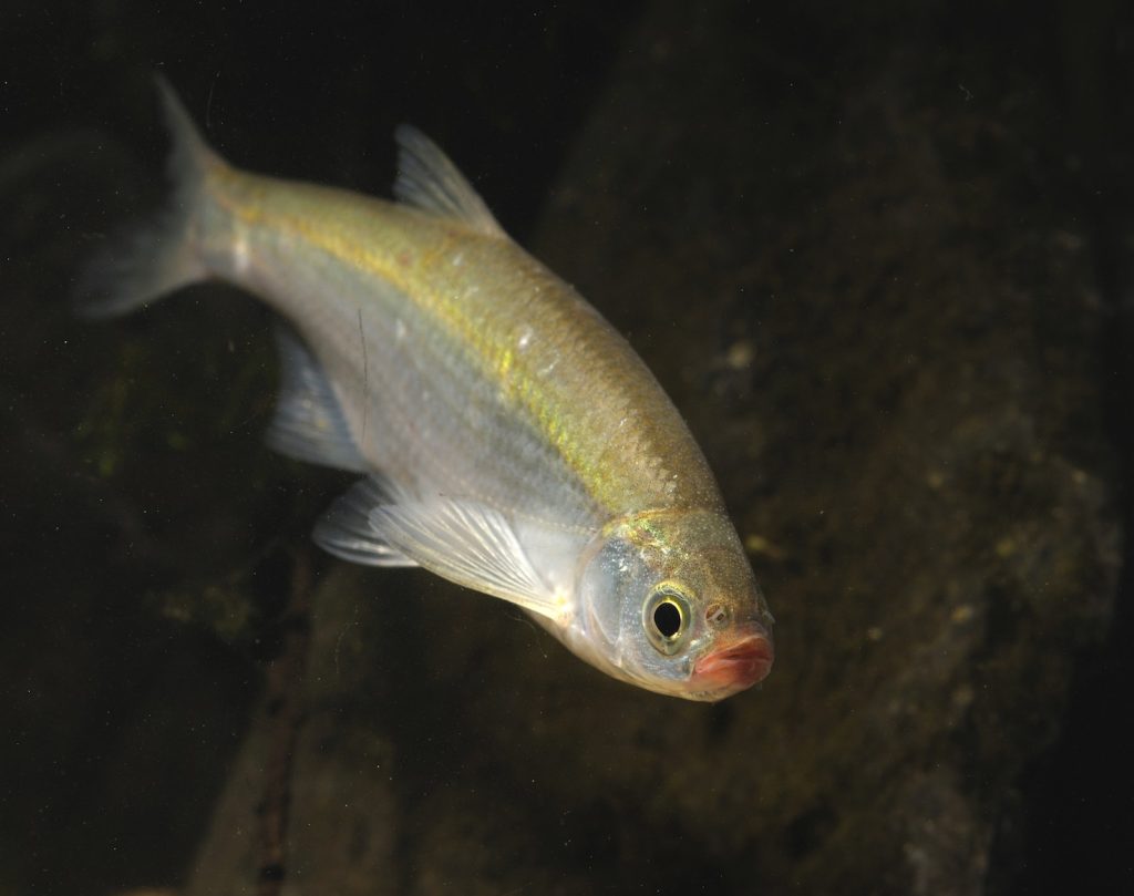 Al momento nel Lago di Lugano l’alborella è data per estinta (Keystone)