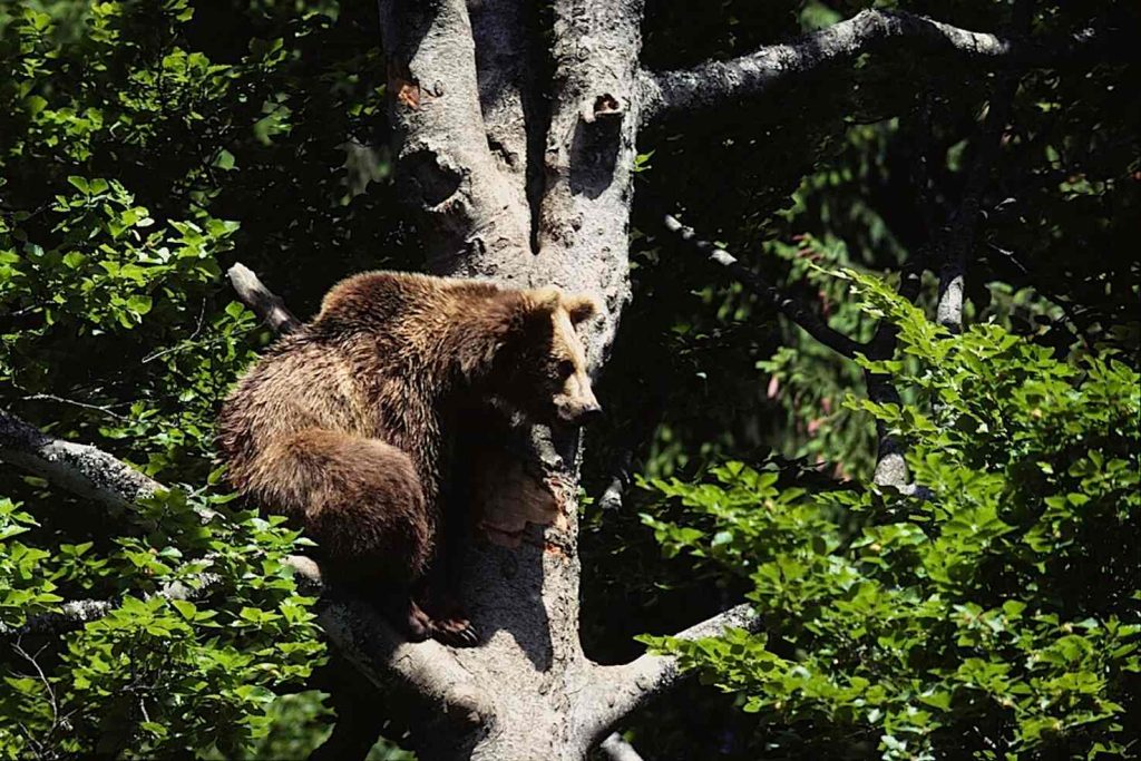 Orsa Jurka (madre di quasi tutti gli orsi «gradassi») ora è in un recinto nella Foresta Nera (Servizio Foreste e Fauna T. Norsi)
