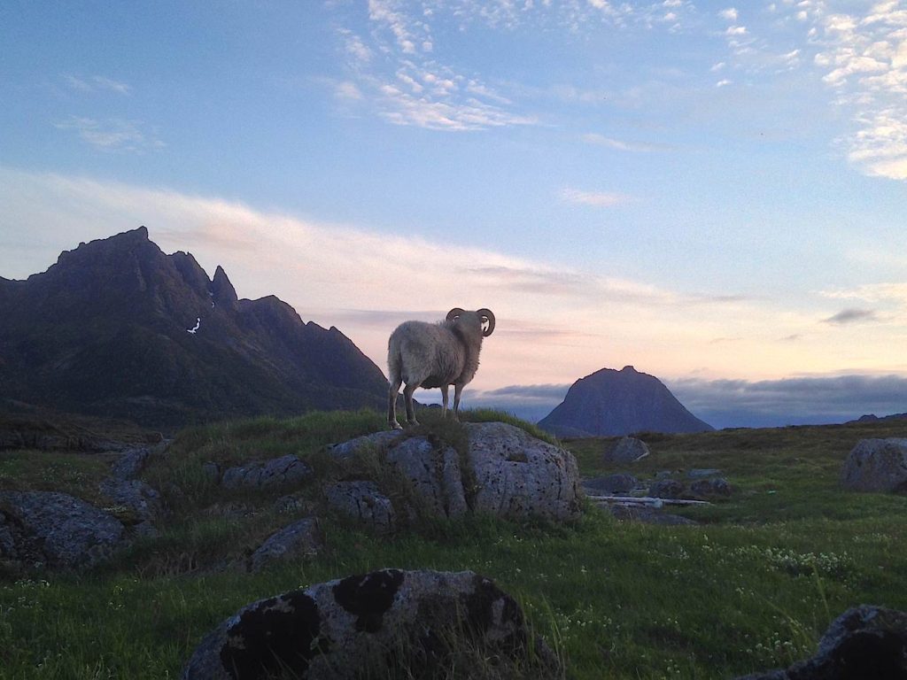 Il montone di Lille Langøya a mezzanotte
