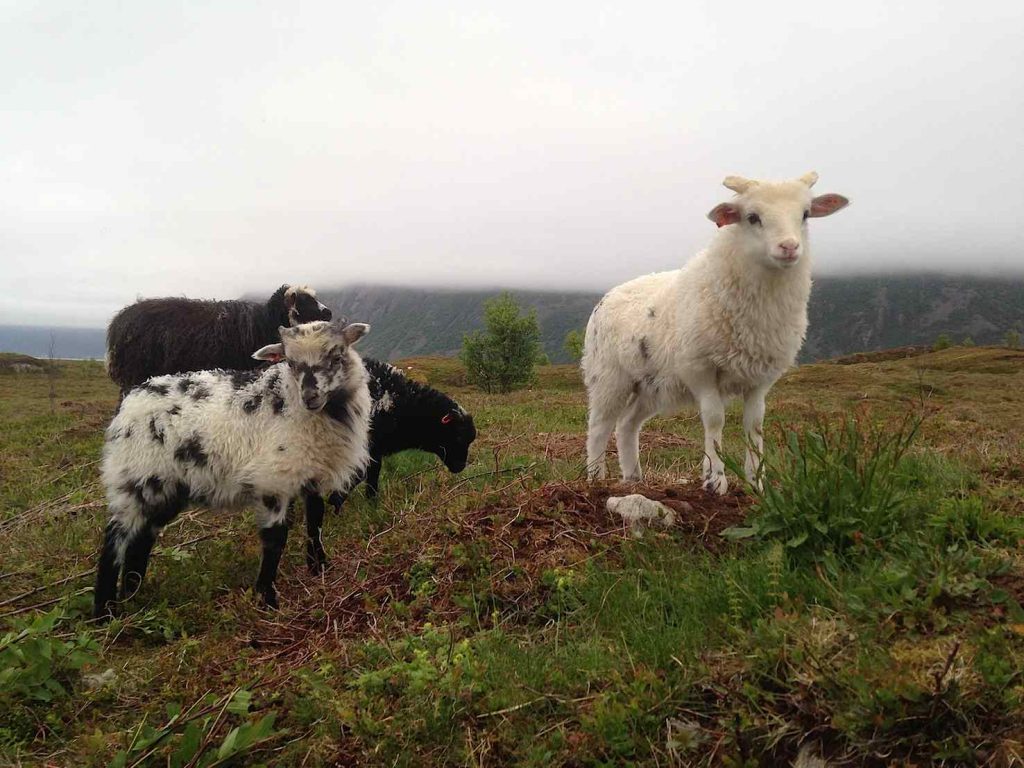 Gli agnellini di Barbara e Gunnar