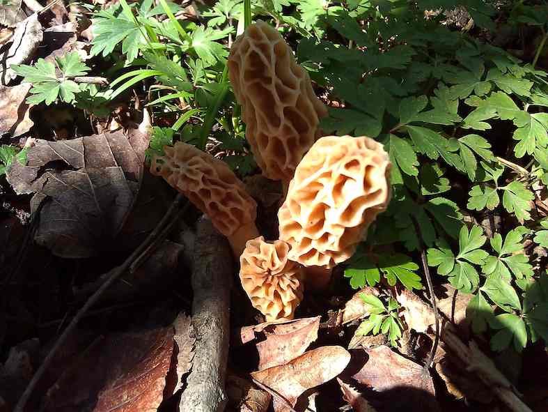 Morchella esculenta (Spugnola)