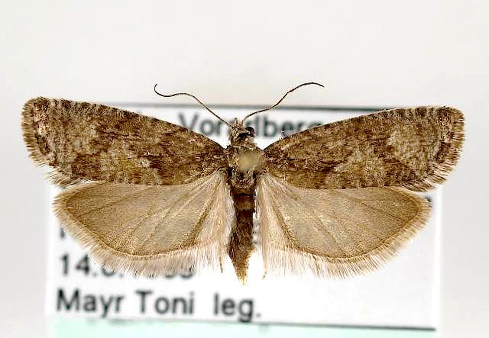 Zeiraphera diniana, nota come la Tortrice del larice (Peter Huemeer)