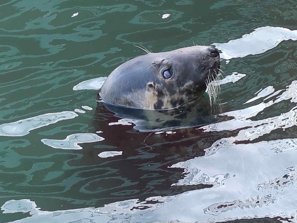Daisy, la foca sorniona