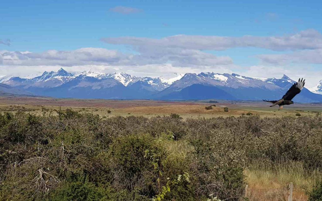 Dai finestrini del camion: lo spettacolo di un Caracara in volo all'interno di Estancia Anita (Giulia Rognoni)