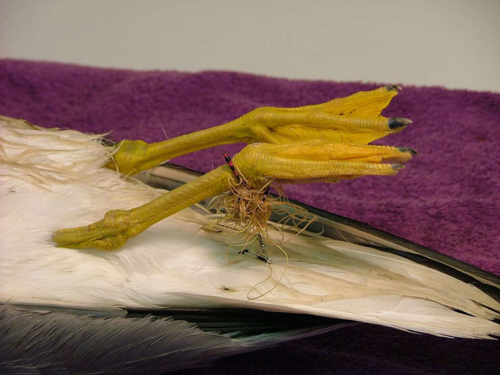 Un’immagine emblematica del problema (Vogelwarte)