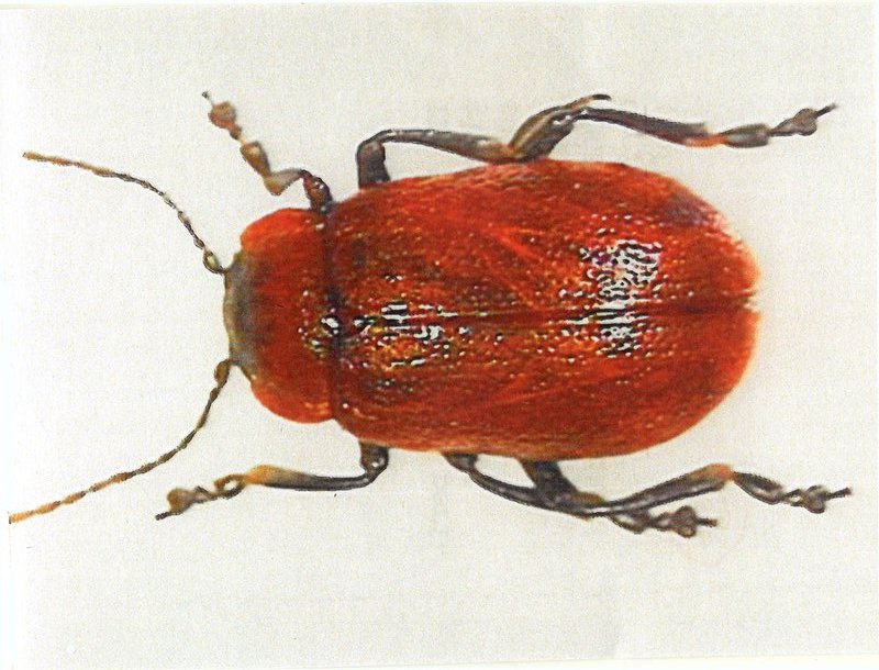 Oreina melanocephala (Alessandro Focarile)