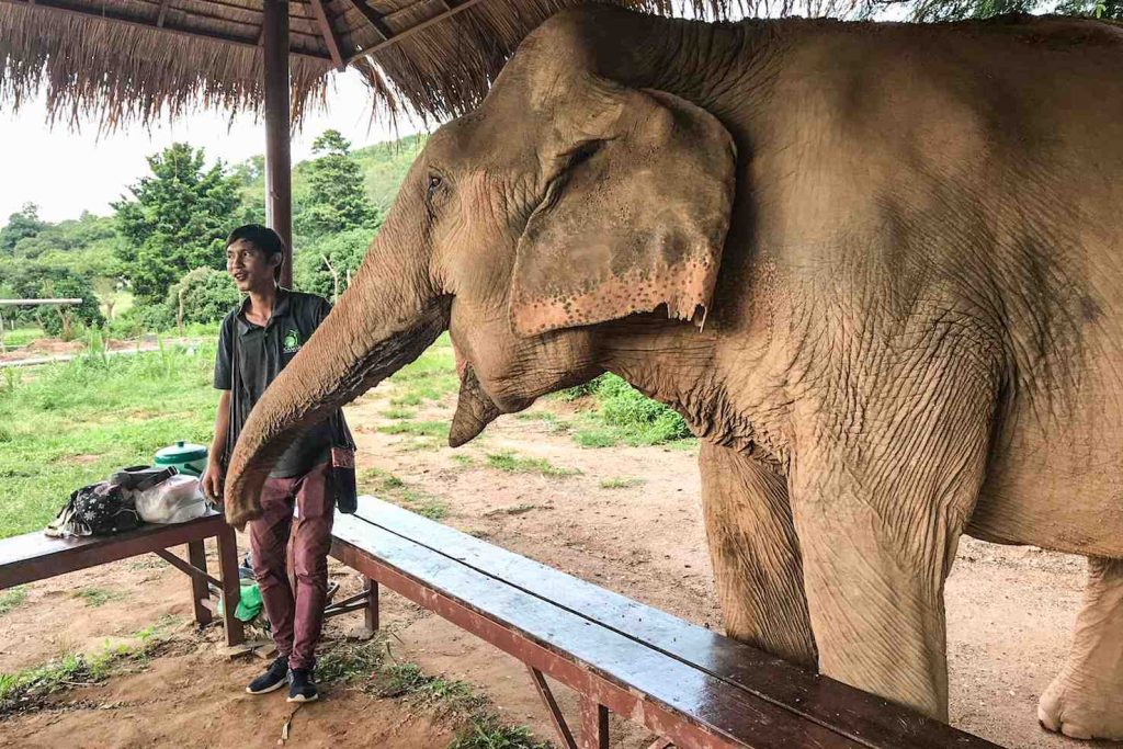 Una guida della riserva presenta le elefantesse e ne descrive le torture subite ai tempi del logging o delle esibizioni circensi
