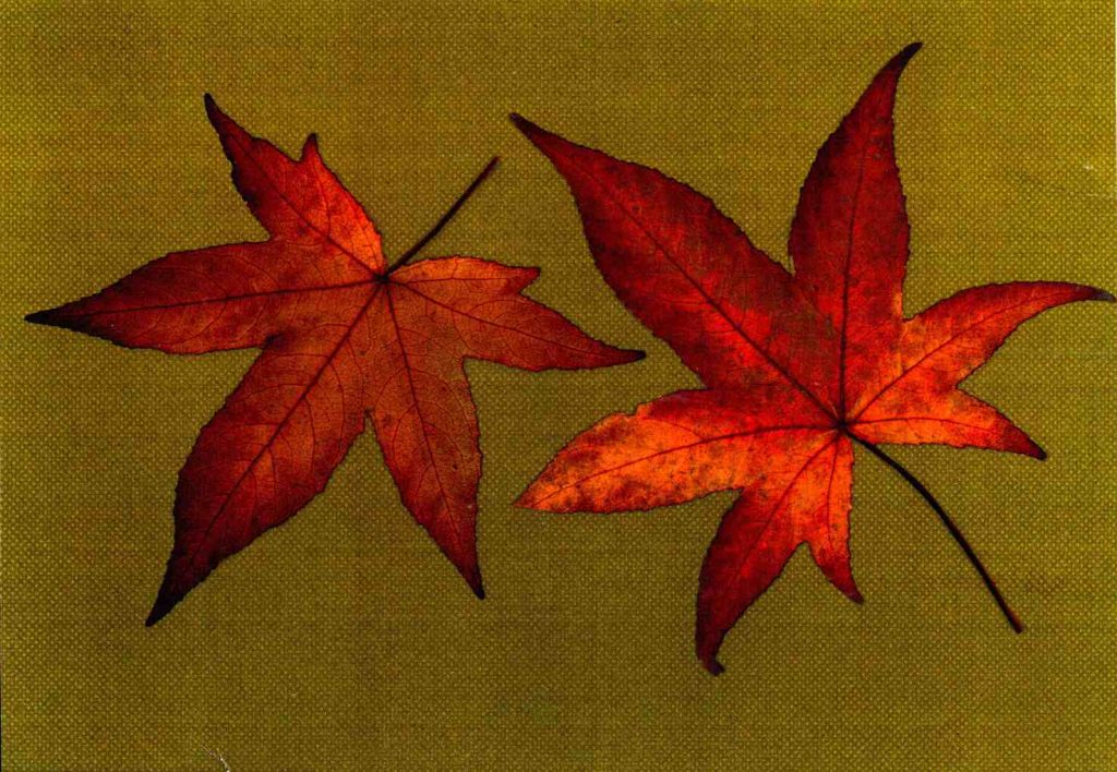 Acero di monte (attuale) (Alessandro Focarile)