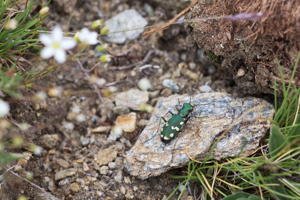 La cicindela gallica fotografata sopra la Täschhütte nelle Alpi vallesane, a un’altitudine di quasi 2800 m sul livello del mare (Robin Holler)