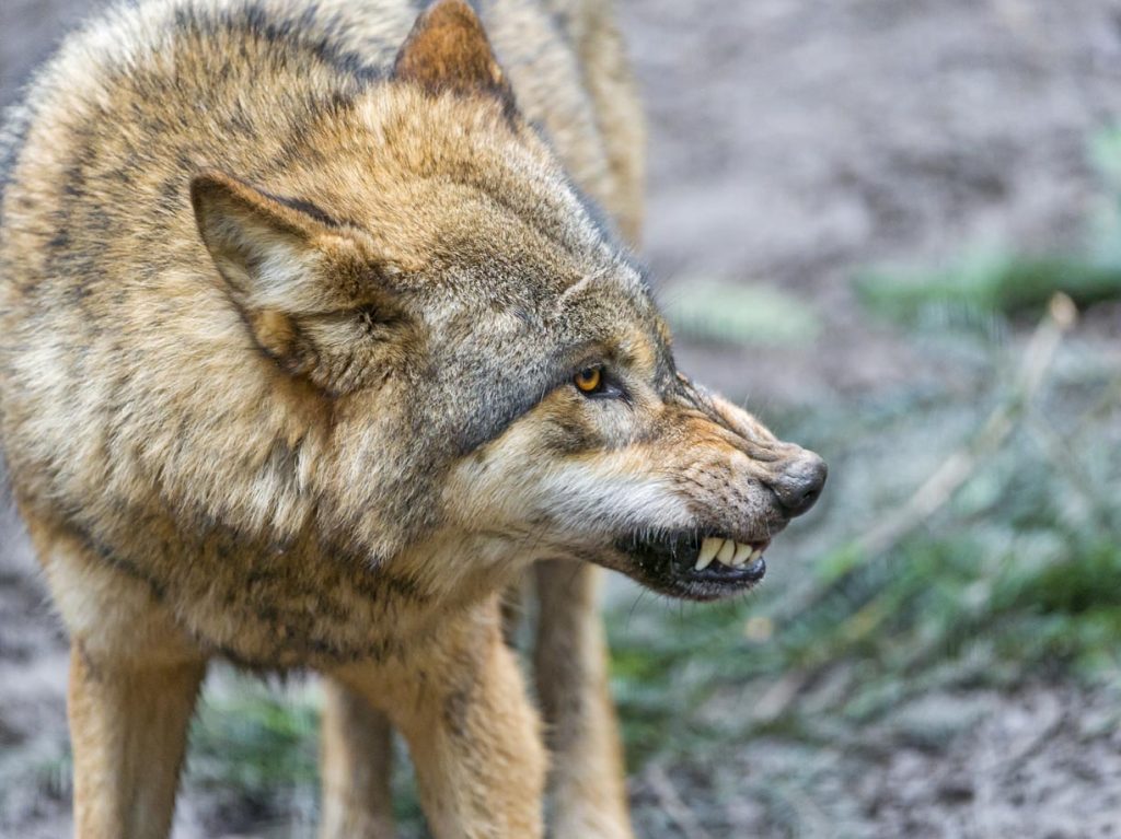 Tutti i mammiferi possono esserne colpiti, ma quelli più frequentemente attaccati da questa nefasta malattia virale sono i carnivori (Tambako The Jaguar)