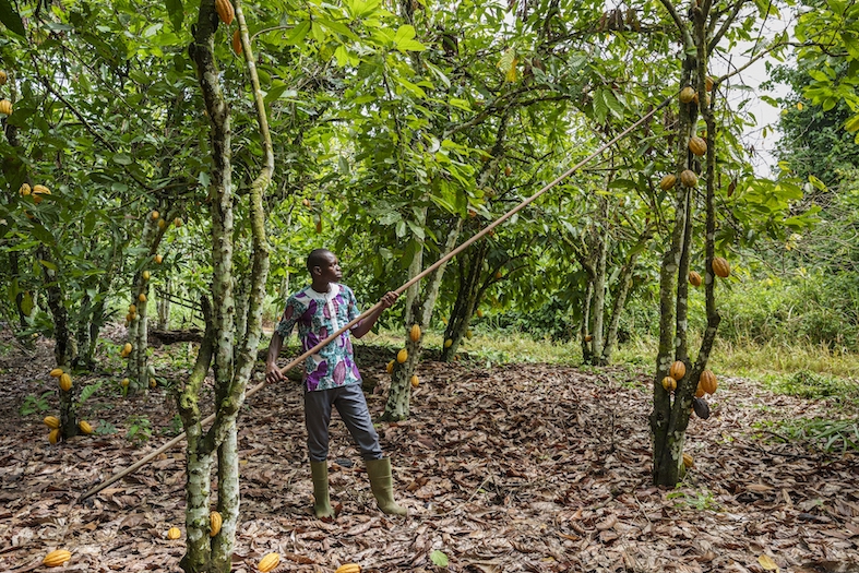 L’agricoltore e fornitore di Migros Antoine Kramoh-Kuadio, 32 anni, raccoglie i baccelli di cacao maturi. (Flurina Rothenberger)