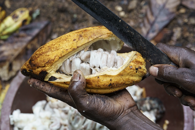 Sembra incredibile: è dal cuore bianco dei baccelli maturi del cacao che nasce la scura delizia del cioccolato. (Flurina Rothenberger)