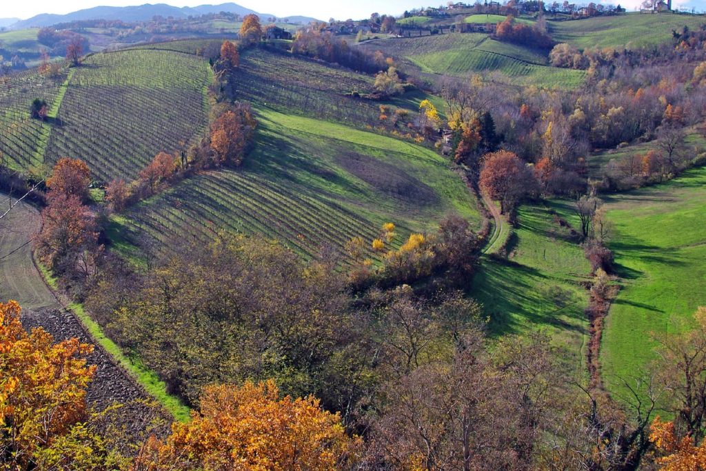 Vigneti sui colli parmensi di Langhirano (pixabay.com)