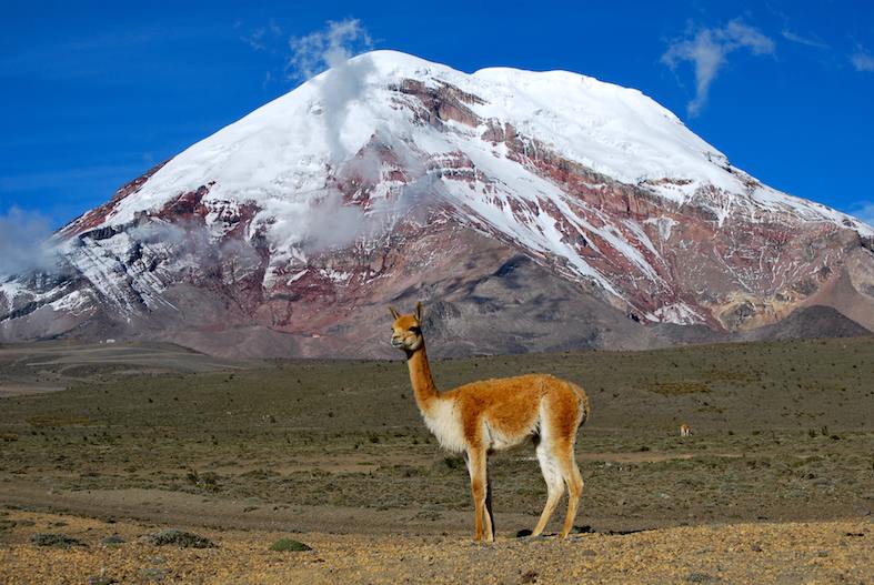 Un esemplare di Vigogna (Vicugna vicugna), sullo sfondo il vulcano Chimborazo, Ecuador (David Torres Costales)