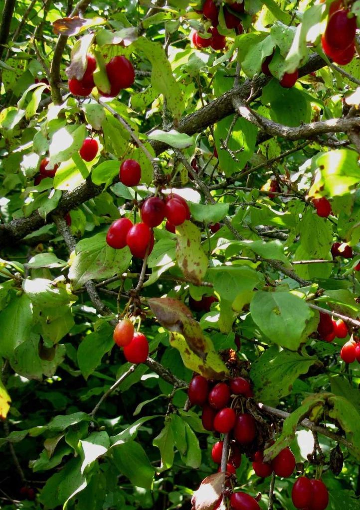 I frutticini di un Cornus mas (Abdossamad Talebpour)